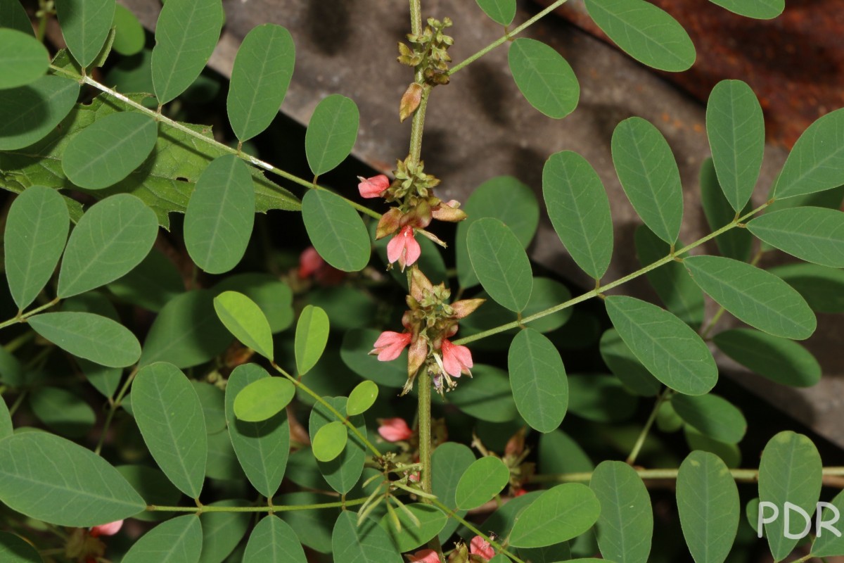 Indigofera tinctoria L.